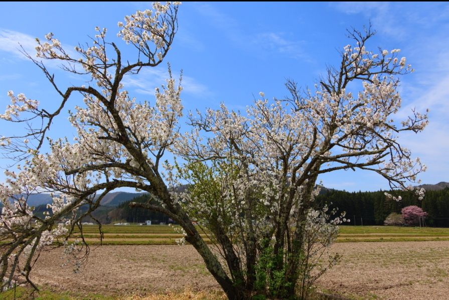 周辺の参考風景：湖南町・舟津公園付近