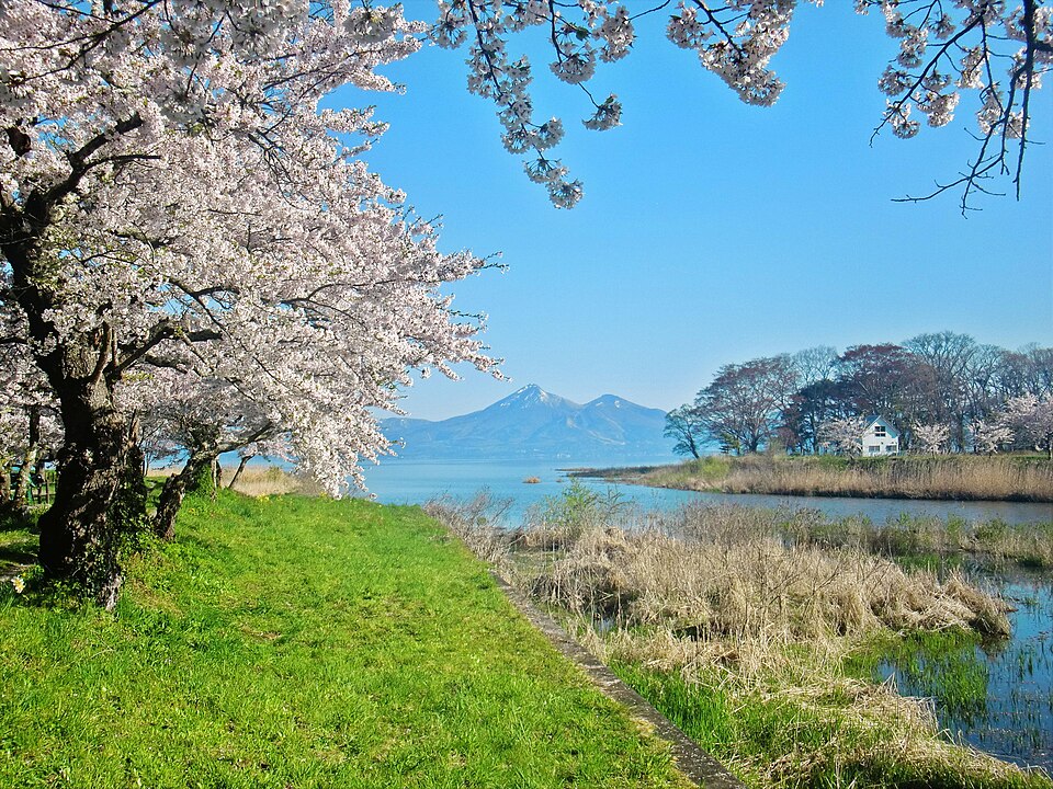 舟津公園・湖畔に咲く桜