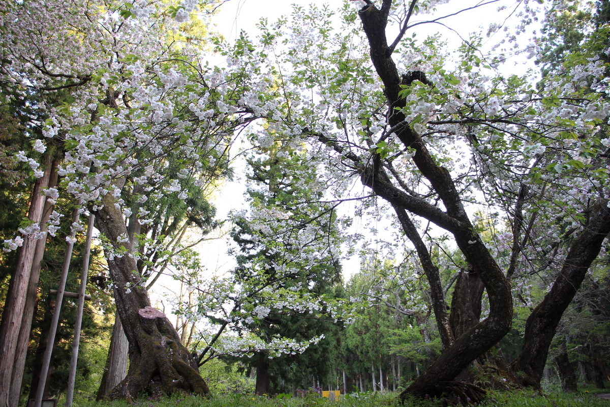 大鹿桜・開花風景