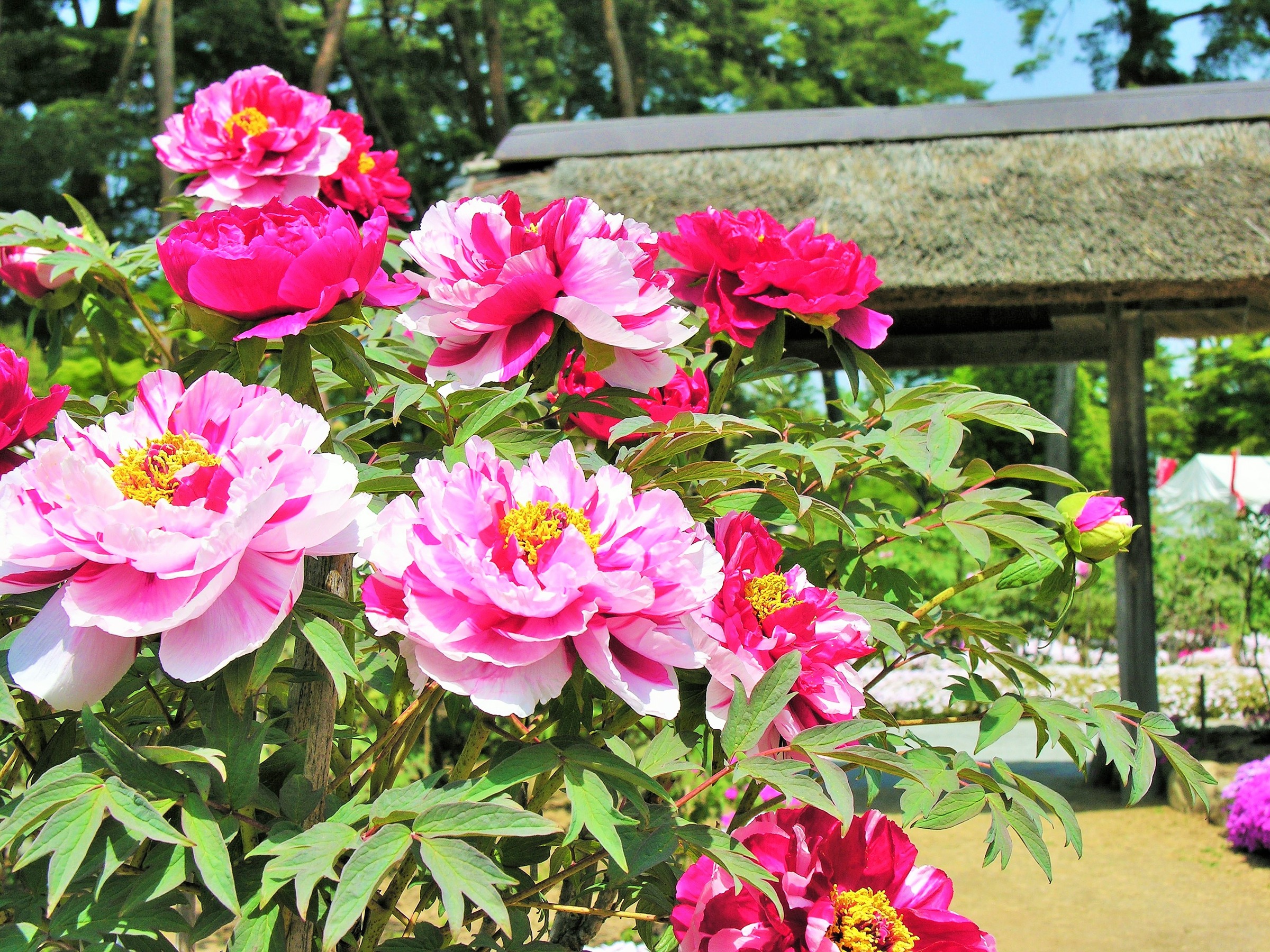 須賀川の花と文化を訪ねる