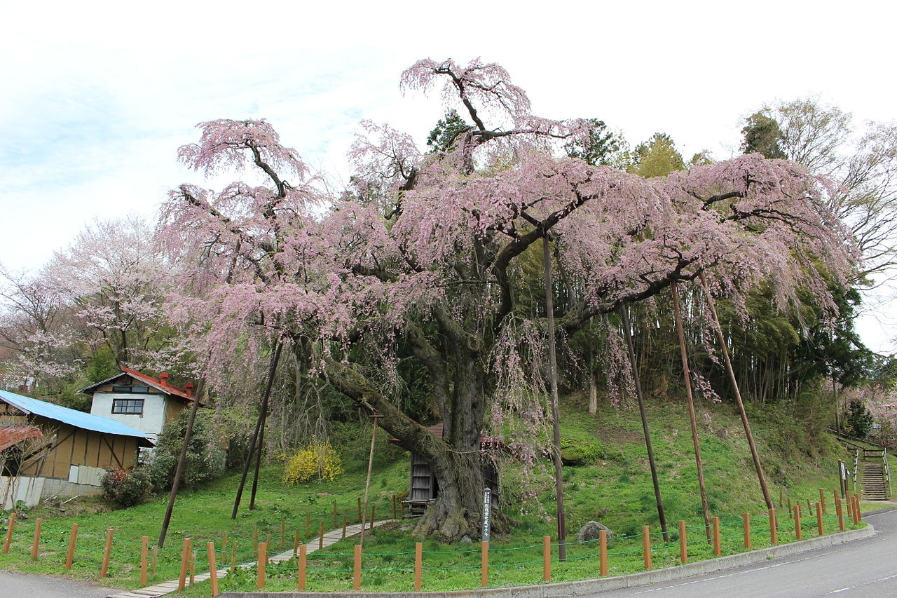 紅枝垂地蔵桜（べにしだれじぞうざくら）