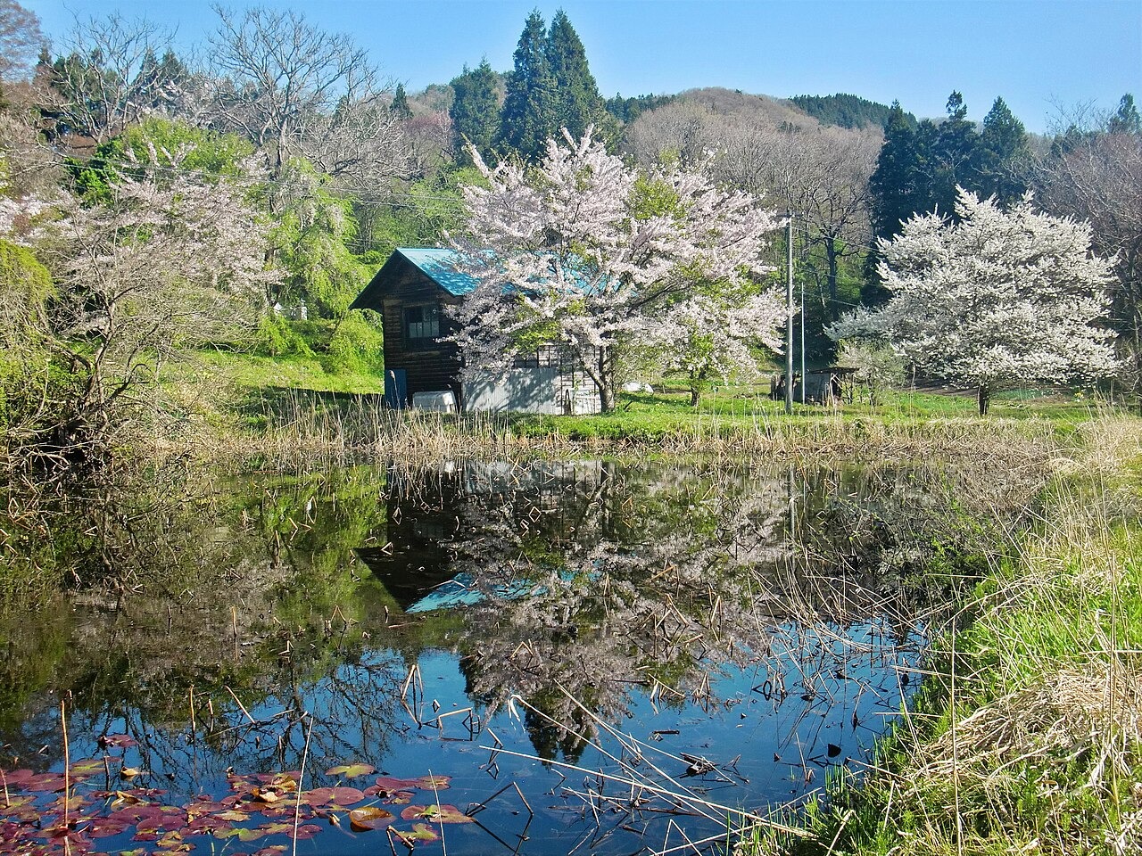 周辺の参考風景：千手院付近の桜