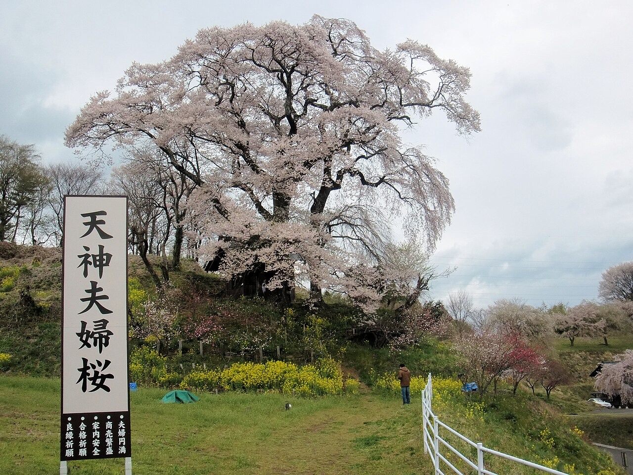 天神夫婦桜