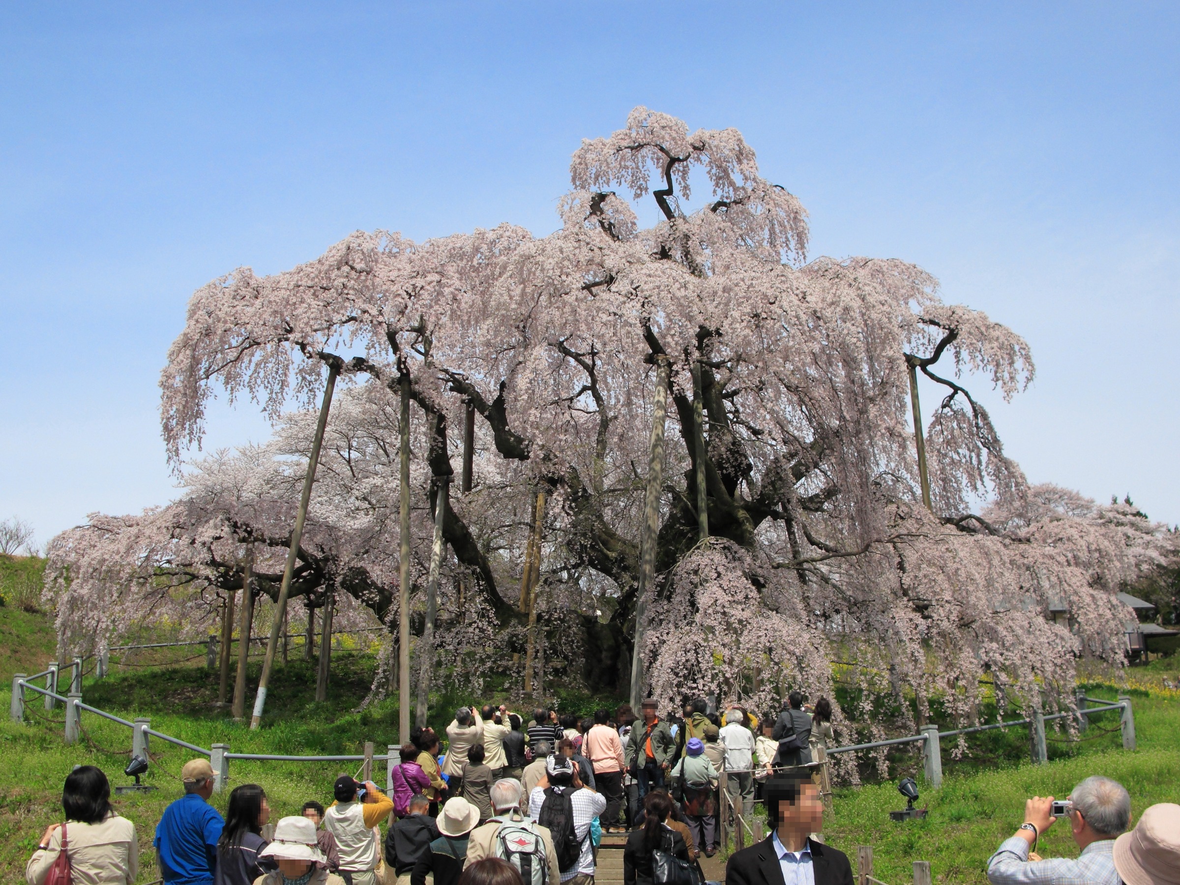 三春の名桜をめぐる