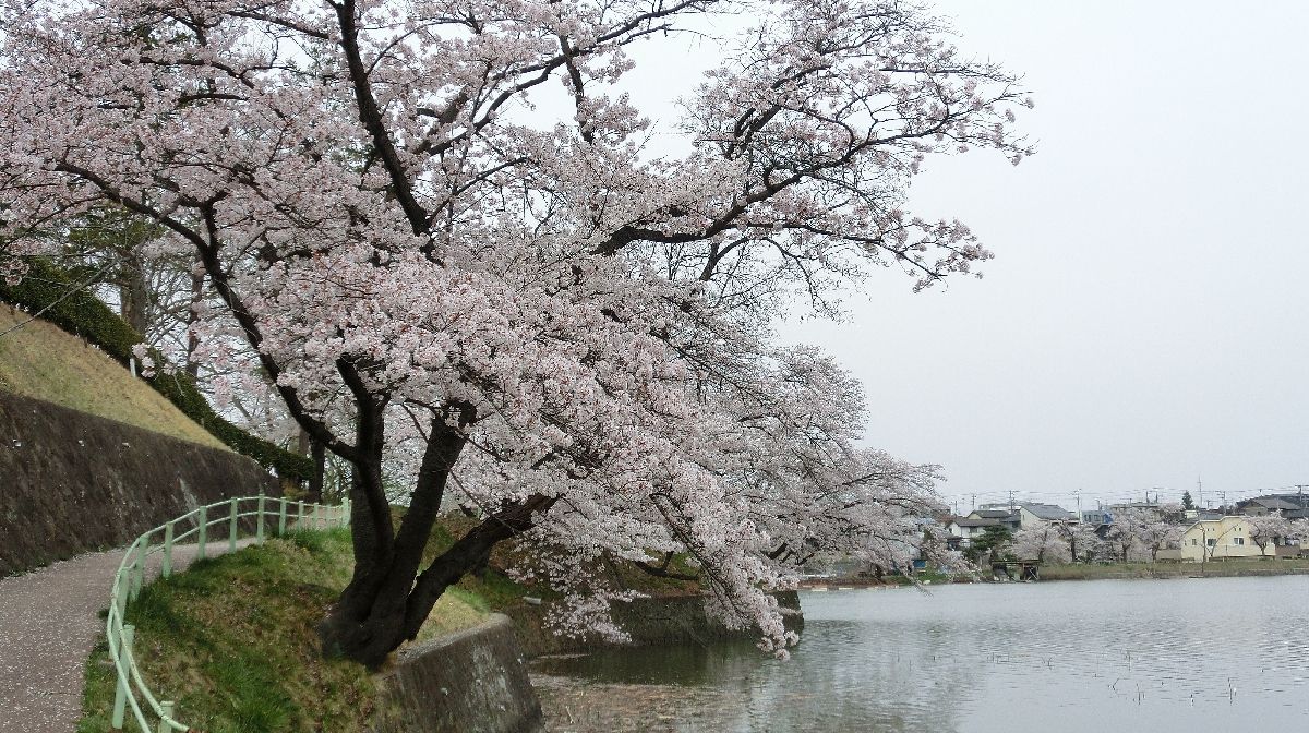 酒蓋公園・湖畔に咲く桜