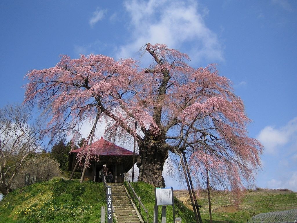 上石の不動桜（あげいしのふどうざくら）・春のしだれ桜