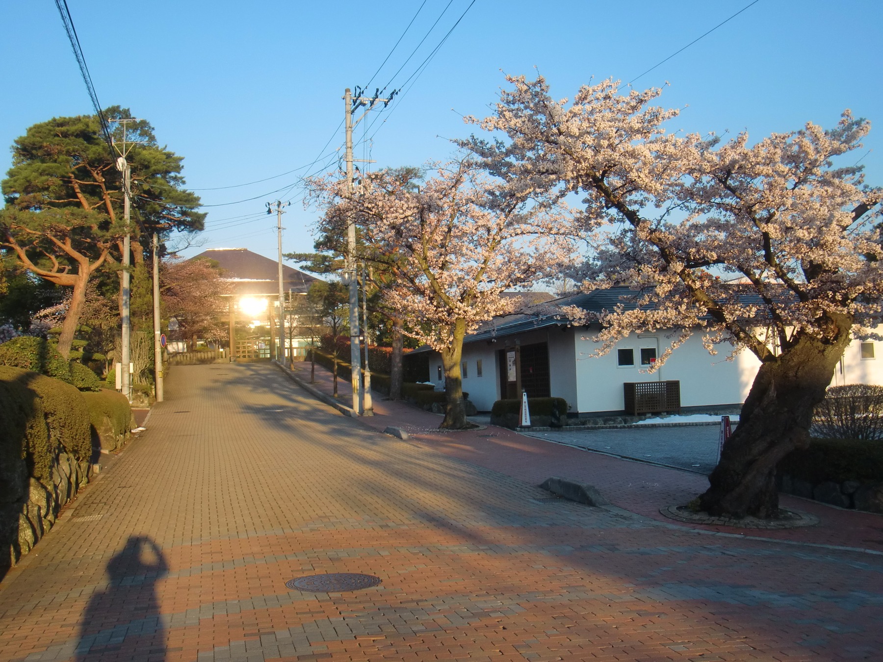 郡山市開成館・桜が咲く入口