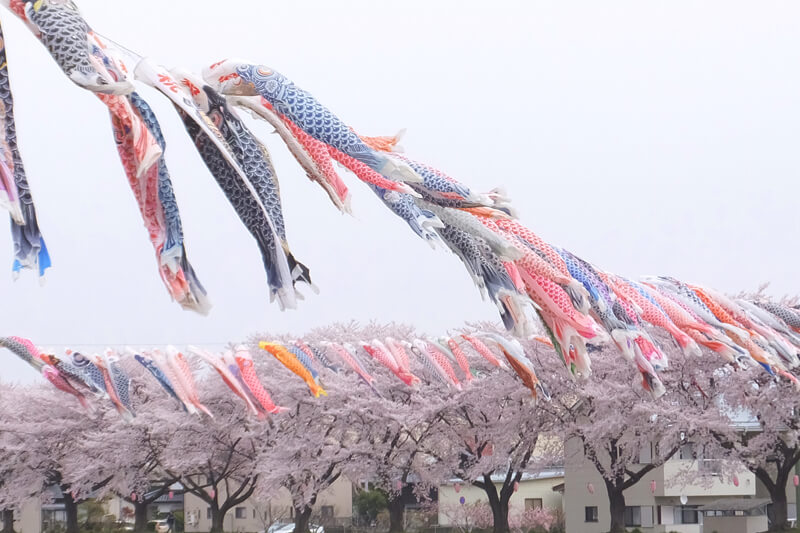 釈迦堂川の桜と鯉のぼり