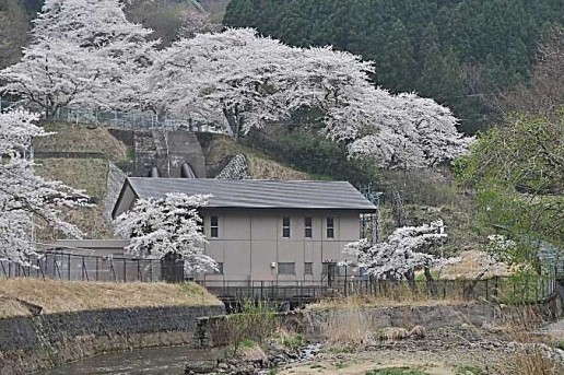 竹之内発電桜・導管沿いに咲く桜